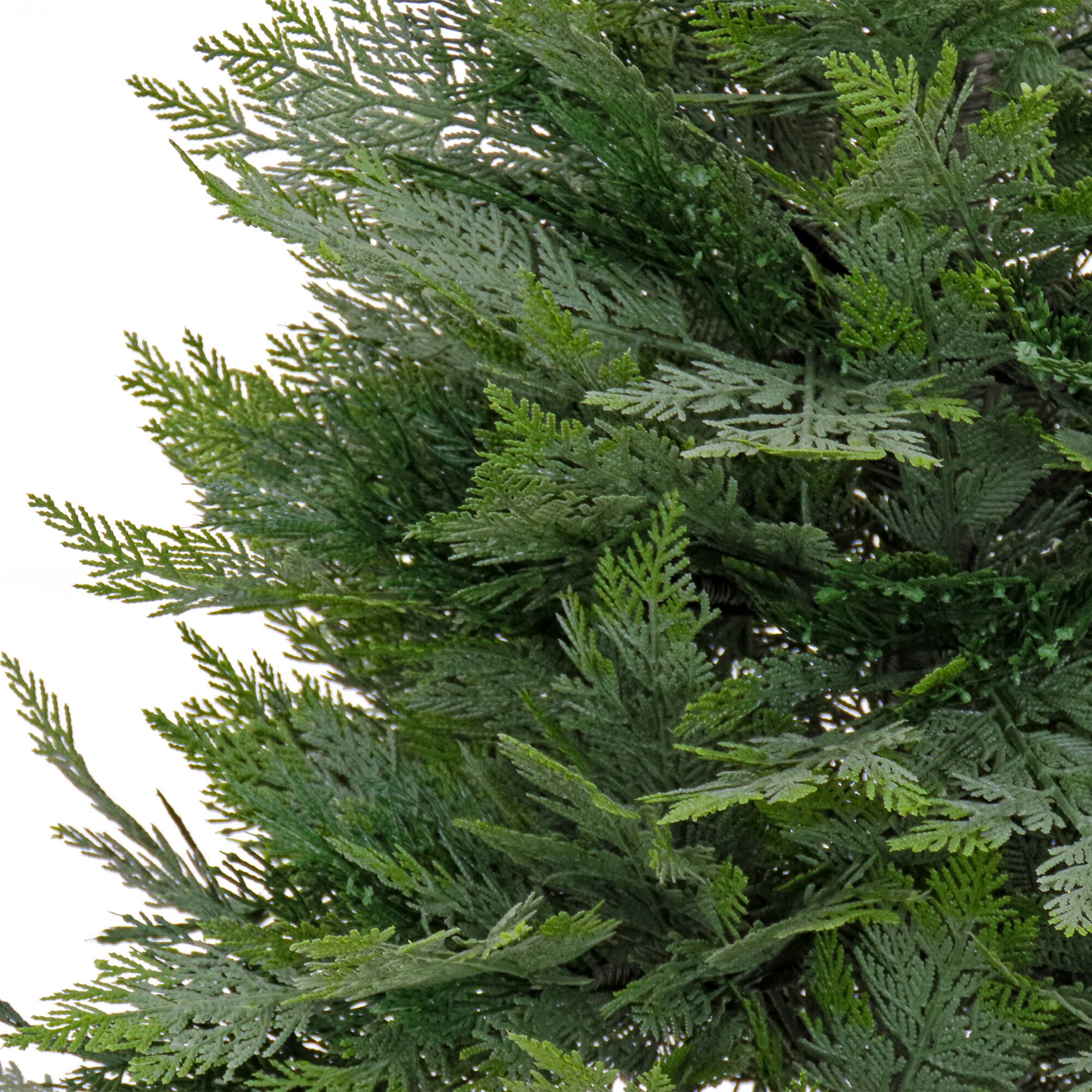 3ft. Cypress Tree In Nursery Pot